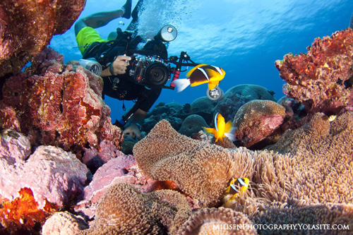 Kosrae Underwater Photography