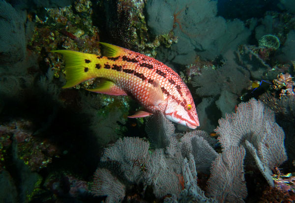 Coiba Island Scuba Diving