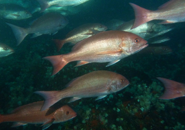 Coiba Island Scuba Diving