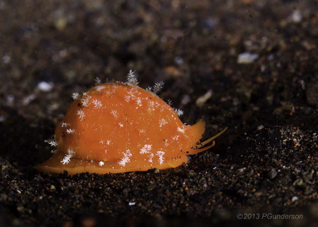 nudibranch