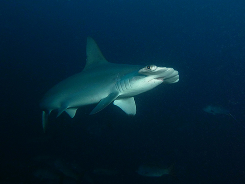 Malpelo shark