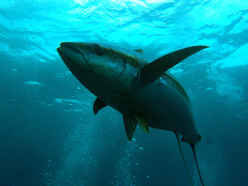 malpelo pelagic fish