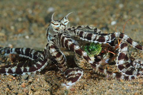 mimic octopus