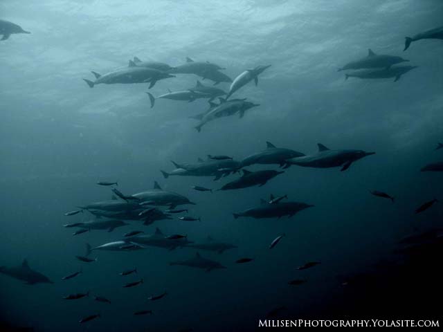 spinner dolphins at molokai