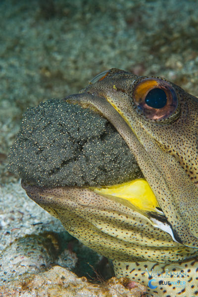 sea of cortez jawfish with eggs