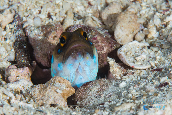 sea of cortez blue spotted jawfish