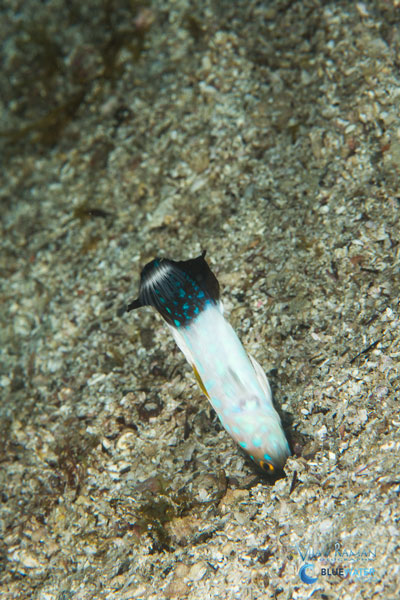 sea of cortez blue spotted jawfish