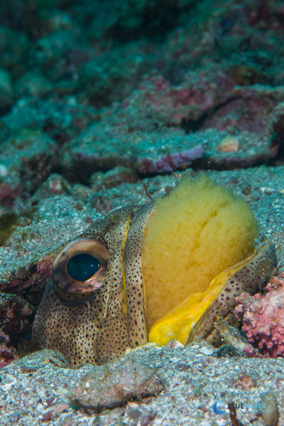 sea of cortez jawfish with eggs