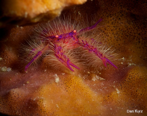 D7100 underwater photo of hairy squat lobster