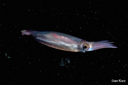 D7100 underwater photo of squid at night
