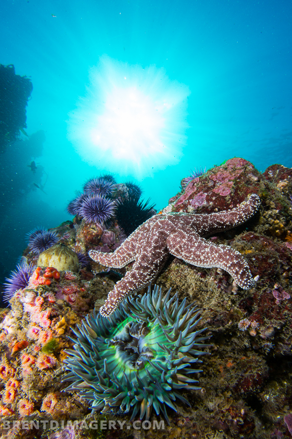 Malibu Reef Scene