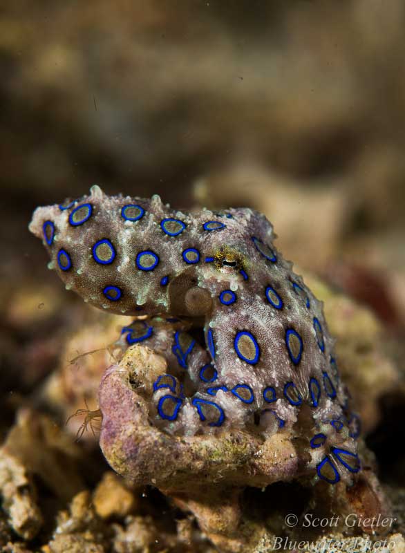 blue-ring octopus dive sites