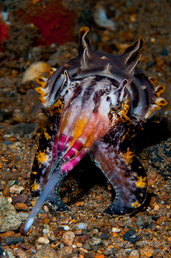 flamboyant cuttlefish