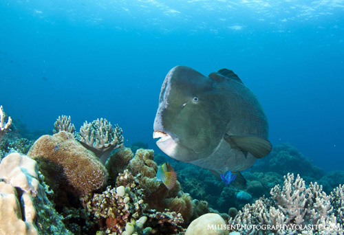 Humphead Parrotfish