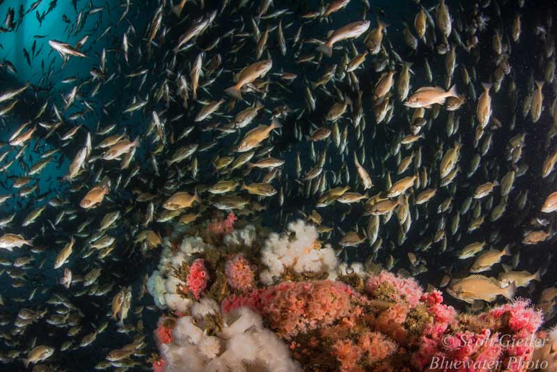 Diving California Oil Rigs - underwater photography