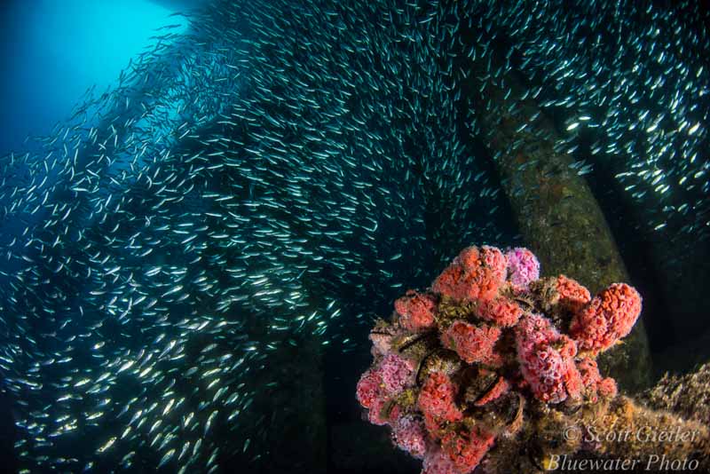 Diving California Oil Rigs - underwater photography