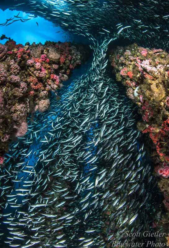 Diving California Oil Rigs - underwater photography