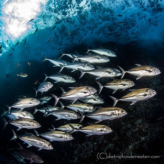 Pelagic Fish Photography - Underwater Photography Guide