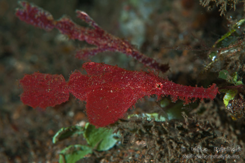 velvet ghost pipefish