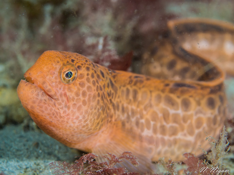 wolf-eels-a-face-only-a-mother-could-love-underwater-photography-guide