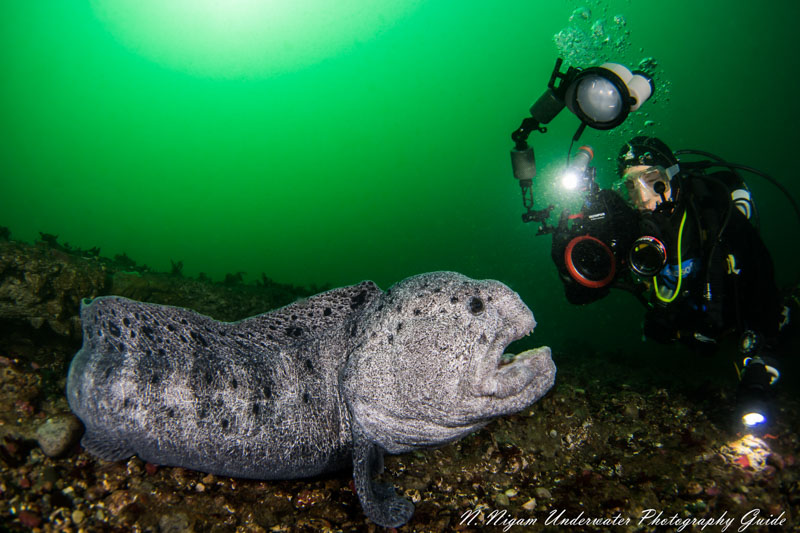 Nikon Z5: Initial Thoughts & Review - Underwater Photography Guide