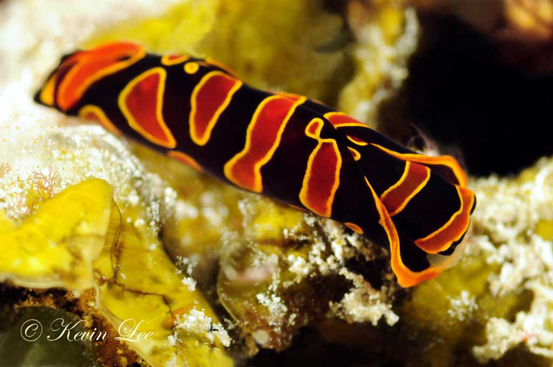 Kenyan colored flatworm