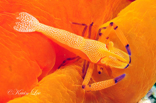 Emporer Shrimp on Nudibranch