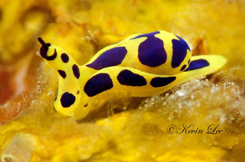 Colorful Sea Slug
