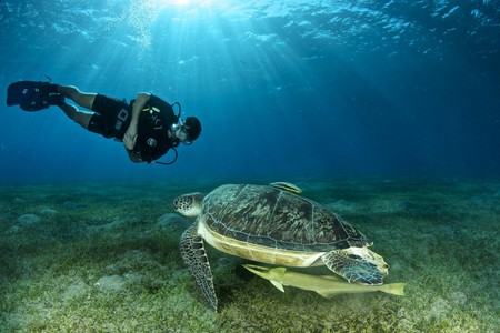 abu dabbab dive site, southern egypt