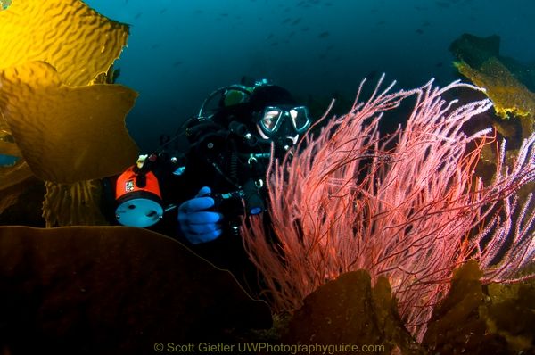 backlit seafan underwater