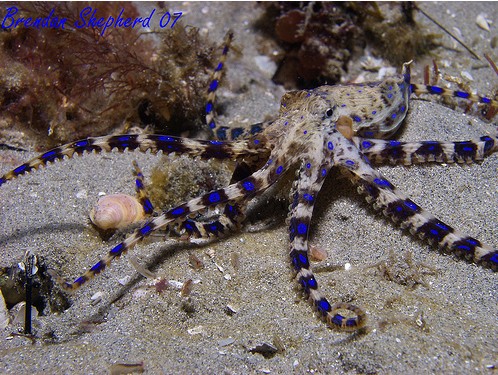 blue ringed octopus venom symptoms