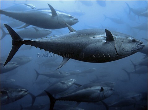 Bluefin Tuna Pictures