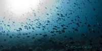 diving bunaken island, indonesia
