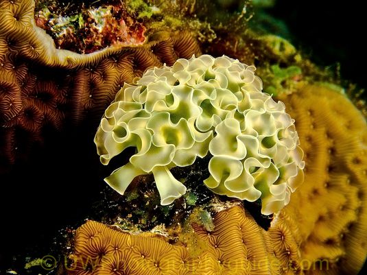 G11 Lettuce Sea Slug