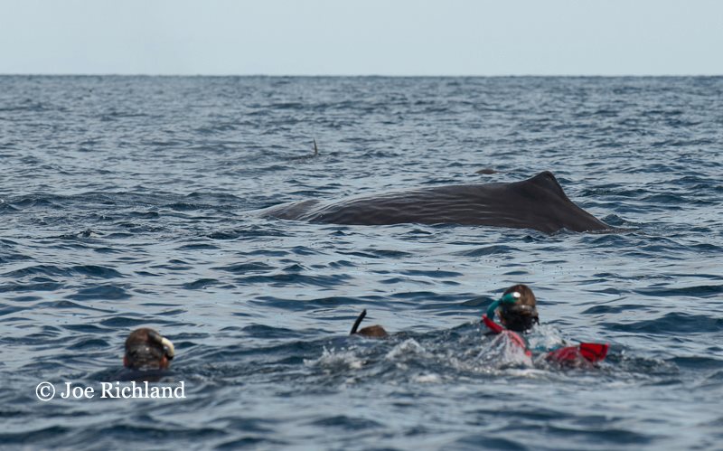 sea of cortez sperm whale