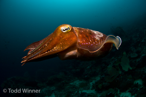 cuttlefish underwater photo using the lightroom lens correction