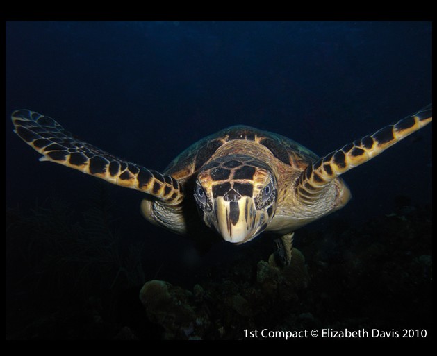 little cayman digital shootout underwater photography contest