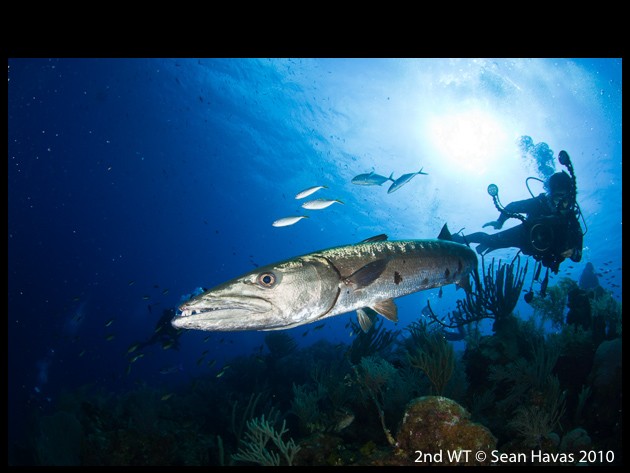 underwater photo contest winner wide-angle