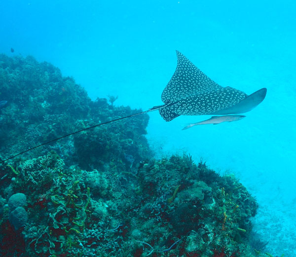eagle ray, diving cozumel