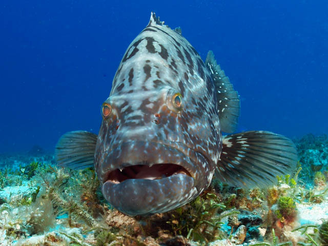 large grouper seen while diving cozumel