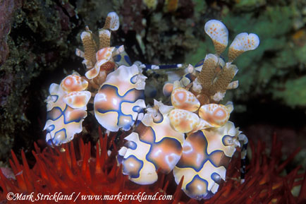 harlequin shrimp underwater photo