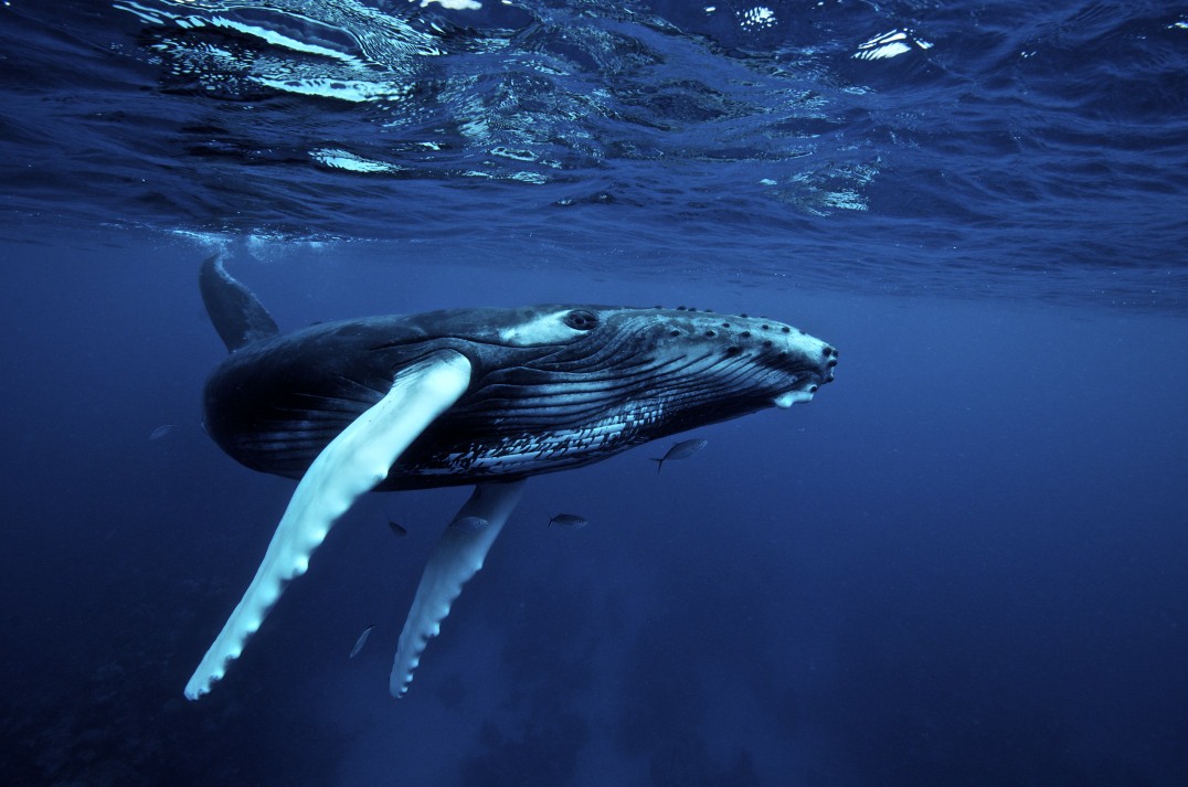 diving with humpback whales