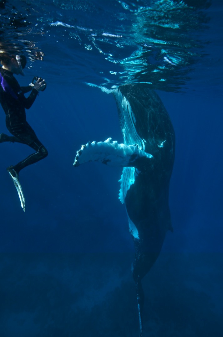 humpback whale with diver