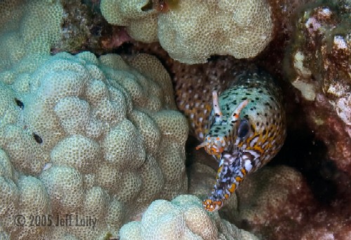 dragon moray eel at Kona