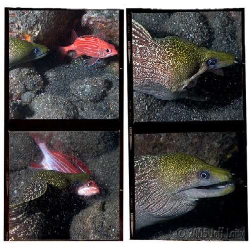 moray eel in Kona