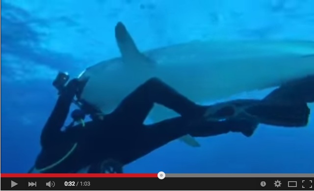 tiger shark steals camera