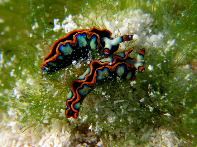 caribbean nudibranch in cozumel