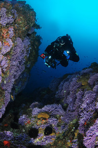 purple hydrocoral, california marine life
