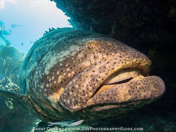 In zoomen hebzuchtig Ongelofelijk Olympus Tough TG-4 Camera Hits the Shelves - Underwater Photography Guide