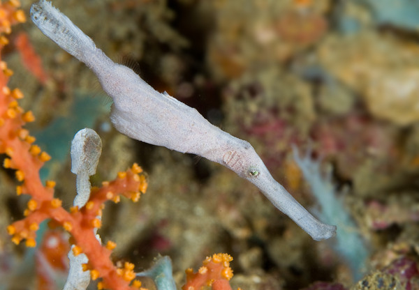 robust ghost pipefish